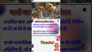 SOCIAL LIFE OF TIGER viral shorts tranding tiger forest social [upl. by Niajneb]