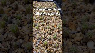 Cactus Seedling Rescue T scopulicola seeds cactus [upl. by Aerdnna654]