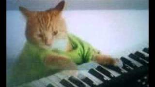 Pistachio Keyboard Cat [upl. by Ezitram390]