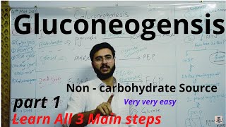 Gluconeogenesis  Steps  Enzymes  Definition  Process  part 1 [upl. by Yeoz]