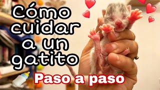 Cómo CUIDAR a un GATITO bebé SIN MADRE 🍼 [upl. by Stutzman]