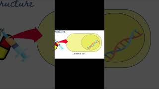 Metronidazole  Flagyl  Mechanism of Action  Pharmacology [upl. by Winifred478]