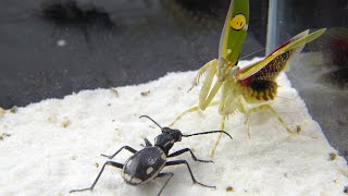 功夫螳螂 VS 戰士甲蟲！Kung Fu Mantis VS Warrior Beetle [upl. by Sletten]