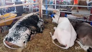 Herkimer County Fair NY [upl. by Maguire]