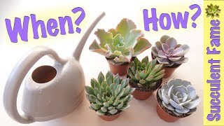 How To Water Succulents Tips to Keep Them Alive [upl. by Eillehs]