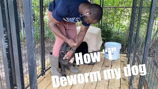 How to deworm a dog yourself What “i” use deworming worms [upl. by Ayoras]