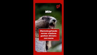 Marmota gritando nomes meme com milhões de visualizações faz brasileiros ganharem dinheiro [upl. by Cristoforo]