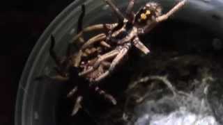 Hapalopus sp colombia large Pumpkin patch tarantula [upl. by Winebaum637]