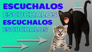 GATOS MAULLANDO compilación de los maullidos más asombrosos [upl. by Bruell]