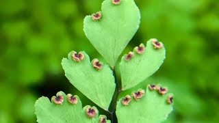 Life cycle of Adiantum maidenhair Fernpteropsida Tracheophytesbiology biologyclass11 [upl. by Quincey]