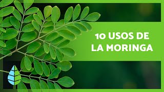 10 BENEFICIOS de la MORINGA que no CONOCÍAS 🌿 [upl. by Len]