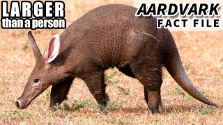 Aardvark Facts BIGGER than you think  Animal Fact Files [upl. by Stephani901]