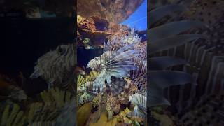 Lionfish Shanghai Ocean Aquarium shanghaitour shanghaitravel exploreshanghai aquarium [upl. by Hsinam129]