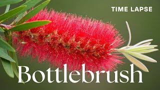 Timelapse CallistemonBottlebrush Flowers Blooming  Australian Native Plant [upl. by Atineb]