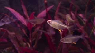 Hyphessobrycon pulchripinnis  lemon tetra [upl. by Ecire368]