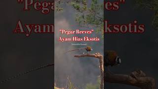 Reeves Pheasant faktaunik faktamenarikhewan [upl. by Brittani]