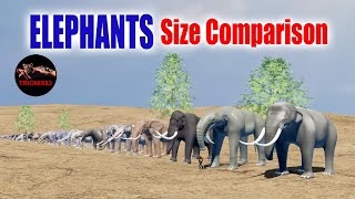 ELEPHANTS SIZE COMPARISON  Elephants and Mammoths Size Comparison Evolución del Elefante [upl. by Ymmac]