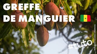 Tuto4Dev  Comment greffer un manguier [upl. by Ilysa]