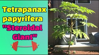 Tetrapanax papyrifer “steroidal giant” [upl. by Ciardap]