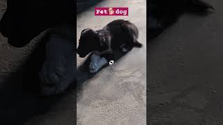 Pet 🐕 dog pets dog puppy doglovers ytshort labrador [upl. by Umont]