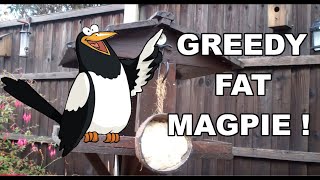 Greedy Fat Magpie [upl. by Blanc932]