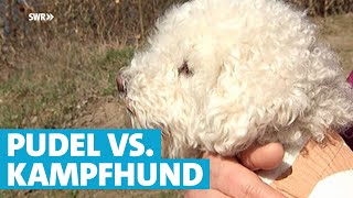 Pudel kämpft gegen Kampfhund um Kinder zu retten  SWR  Landesschau RheinlandPfalz [upl. by Nimsaj929]