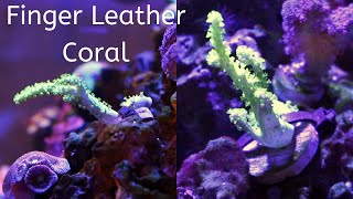 Finger Leather CoralSinularia or Nepthea CoralCare tips [upl. by Lenoyl]