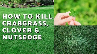 How to Kill Crabgrass Nutsedge amp Clover in the Lawn  Weed Control Like a Pro [upl. by Higgins]