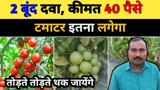 टमाटर की खेती  tamatar ki kheti  A to Z जानकारी  Step By Step Guide Tomato Farming [upl. by Kevina]