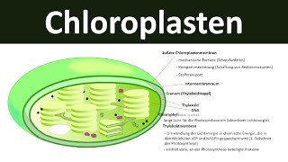 Chloroplasten  Aufbau und Funktion Zellorganellen Teil 3  Biologie Oberstufe [upl. by Shanie]