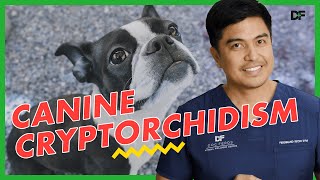 Cryptorchidism in Dogs [upl. by Getraer]