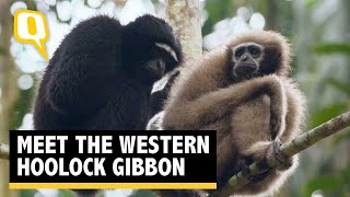 Wild You Were Sleeping Ep 5 The Western Hoolock Gibbon  The Quint [upl. by Grinnell]