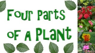 The Four Parts of a Plant  Roots Stem Leaf and Flower [upl. by Robinson]