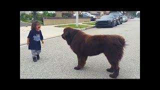 Ein Kind begegnet einem riesigen Hund sein Verhalten war einfach erstaunlich [upl. by Robillard]