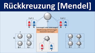 Rückkreuzung Mendel  Biologie Genetik Mittel und Oberstufe [upl. by Sackey]