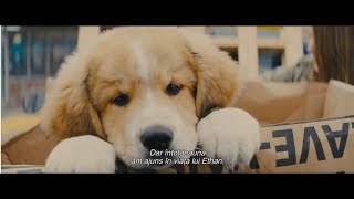 A Dogs Journey Câinele adevăratul meu prieten 2 2019  Trailer subtitrat în română [upl. by Gnod]