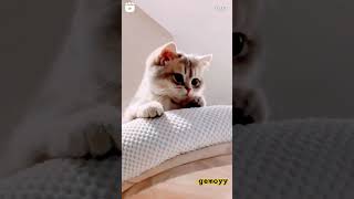 kucing gemoyyy shortvideo cat kucinglucu fyp [upl. by Asetal]