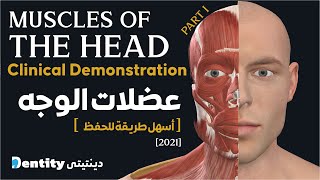 تشريح عضلات الرأس  Muscles of The Head amp Neck  Part 1 [upl. by Emanuele]