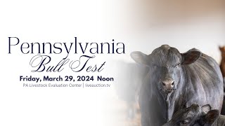 PA Bull Test  Lot 55 Angus [upl. by Haynor197]