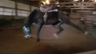 DANGEROUS Bucking horse gets fixed [upl. by Noevad]