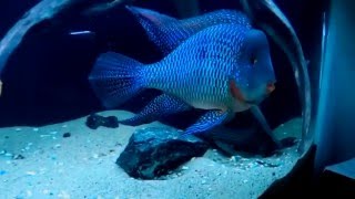 Pearlscale Eartheater Cichlid  Jan 2016 [upl. by Kaule]