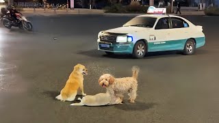 Loyal dog friends blocking the road to protect the dog fighting for its life in a desperate moments [upl. by Tiersten]