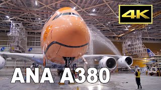 4K ANA A380 quotFLYING HONUquot 3号機をきれいに！ 定期便での運航開始を前に機体を洗浄  成田空港 JA383A [upl. by Agrippina795]