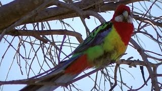 Eastern Rosella Parrot Chatting （⌒▽⌒） [upl. by Magan]