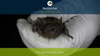 Noctule Nyctalus noctula identification training video [upl. by Sankey]