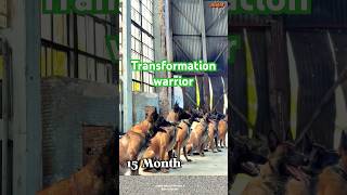 Training k9 dogs at homemalinois chó germanshepherd becgie pitbull dogtraining pubg [upl. by Tsirc]