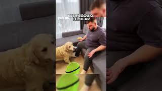 Você não vai acreditar no que o cachorro fez 😂 shorts [upl. by Lucier]