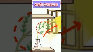 auxin plant hormoneControl and coordination class10th short biology class10 class10biology [upl. by Novy]