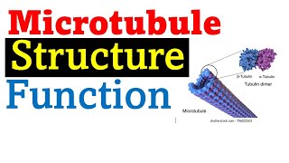 Microtubule structure and function [upl. by Compton]