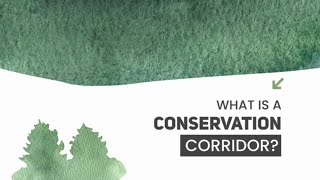 Wildlife Corridors  Why They Matter [upl. by Kalvin]